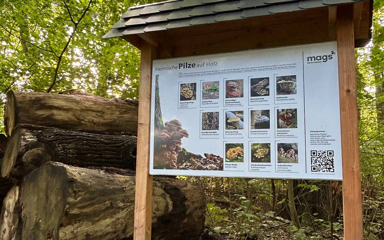 Eine Holzinformationstafel im Wald vor Bäumen und Baumstämmen. Auf der Tafel sind Informationen zu Pilzen mit Text und Bild abgebildet.