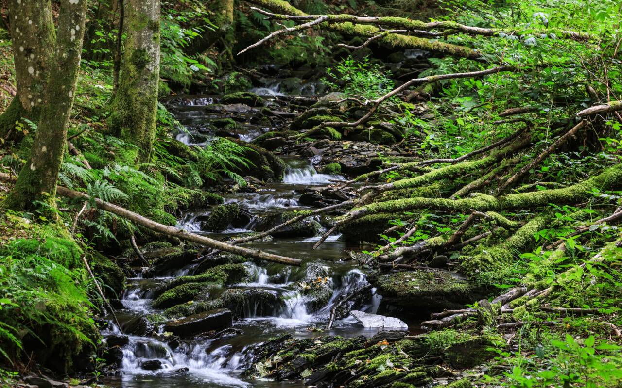 Wasser fließt im Nationalpark Eifel durch das Wüstebachtal.