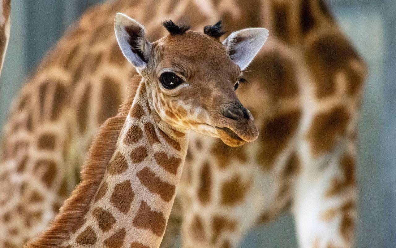 Giraffenbaby in Paris geboren