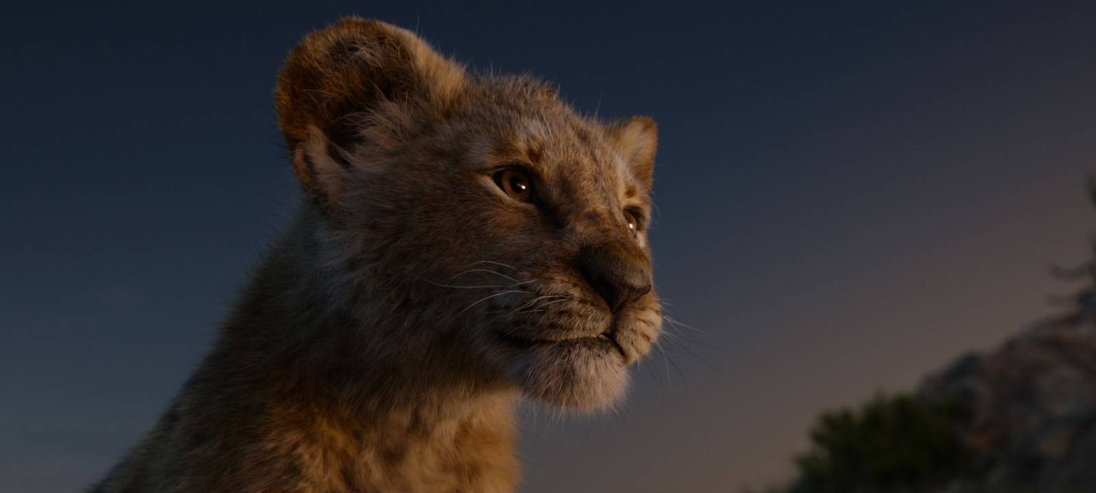 Simba schaut auf sein großes Königreich.