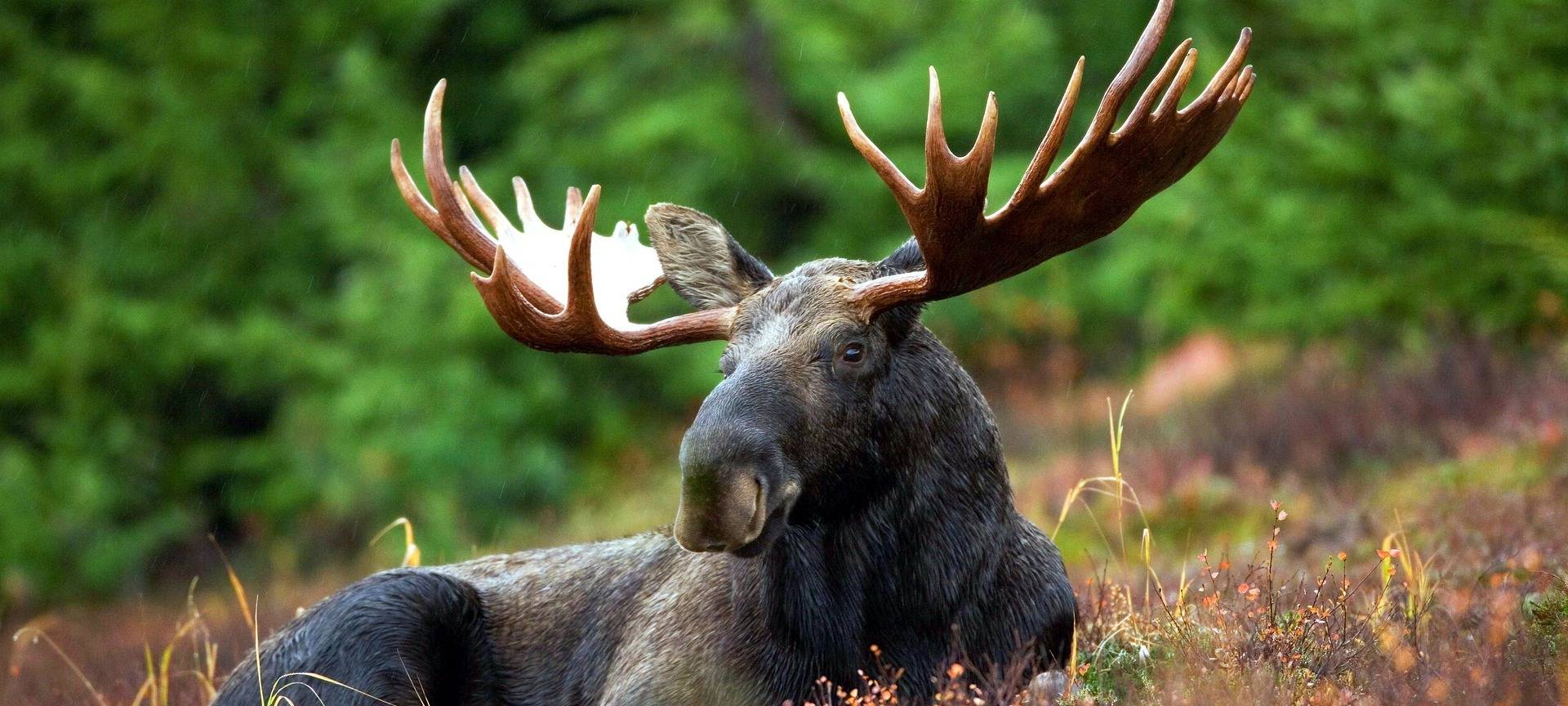 Kurioser Elch-Fall vor Gericht