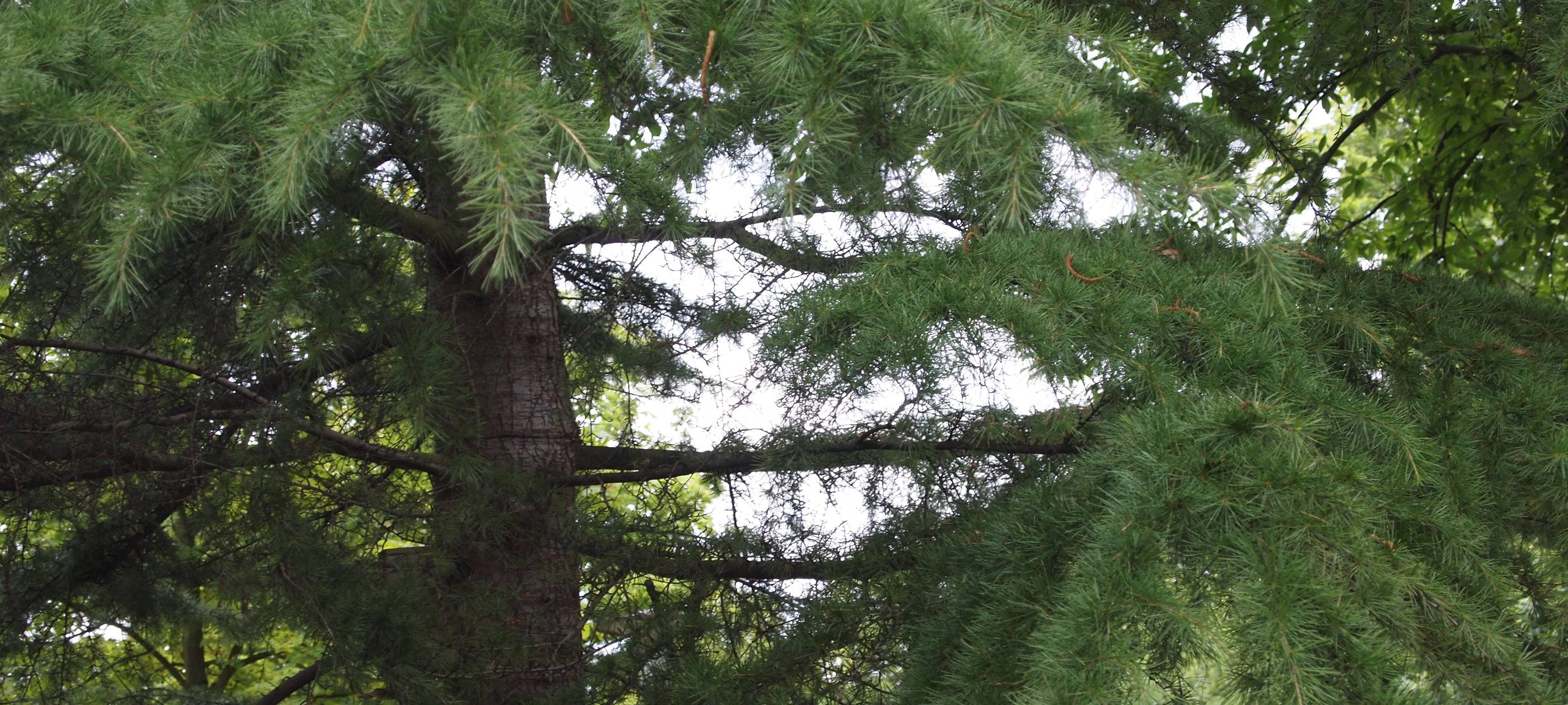 Bäume pflanzen für das Klima