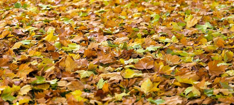 Tipps zum Umgang mit Laub
