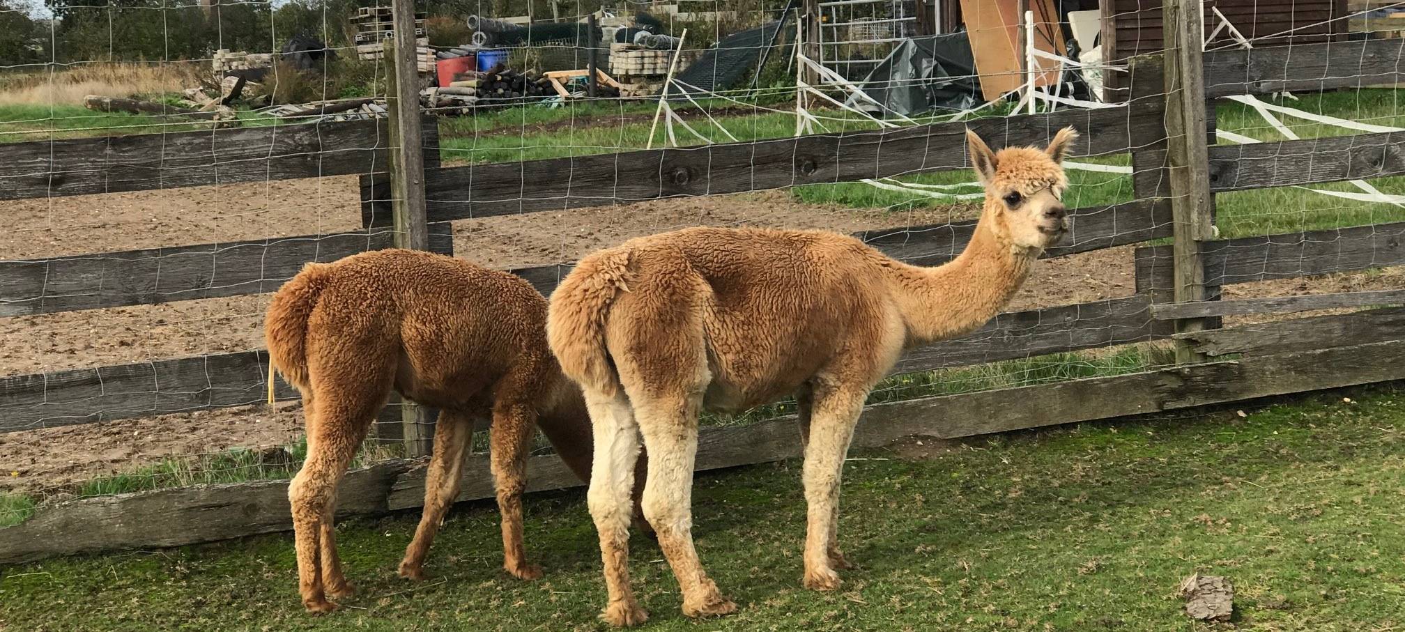 Die MonRo Ranch in der Pandemie