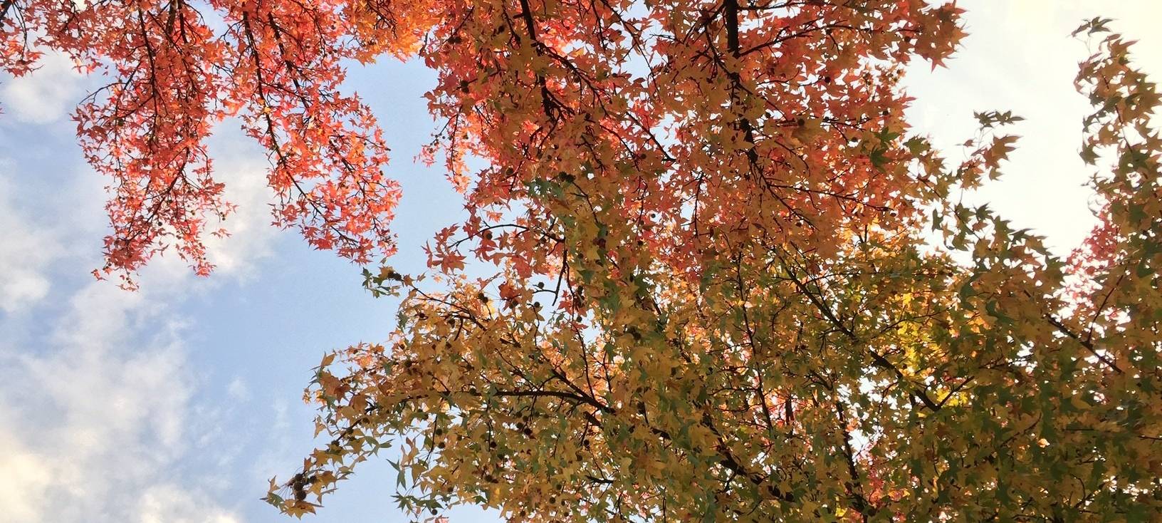 Vogel-Zählung in Mönchengladbach