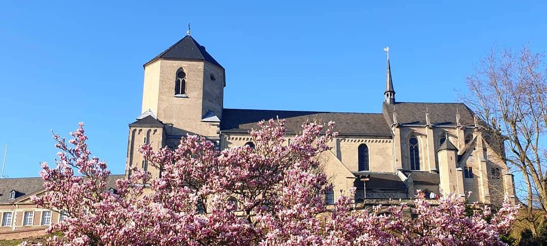 Bild 1 Mönchengladbach Heimatliebe Münster Magnolie