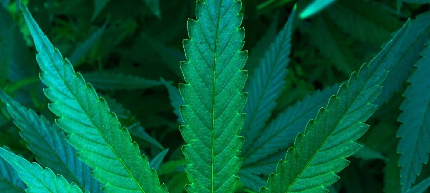 Großrazzia gegen Cannabis-Anbau auch bei uns