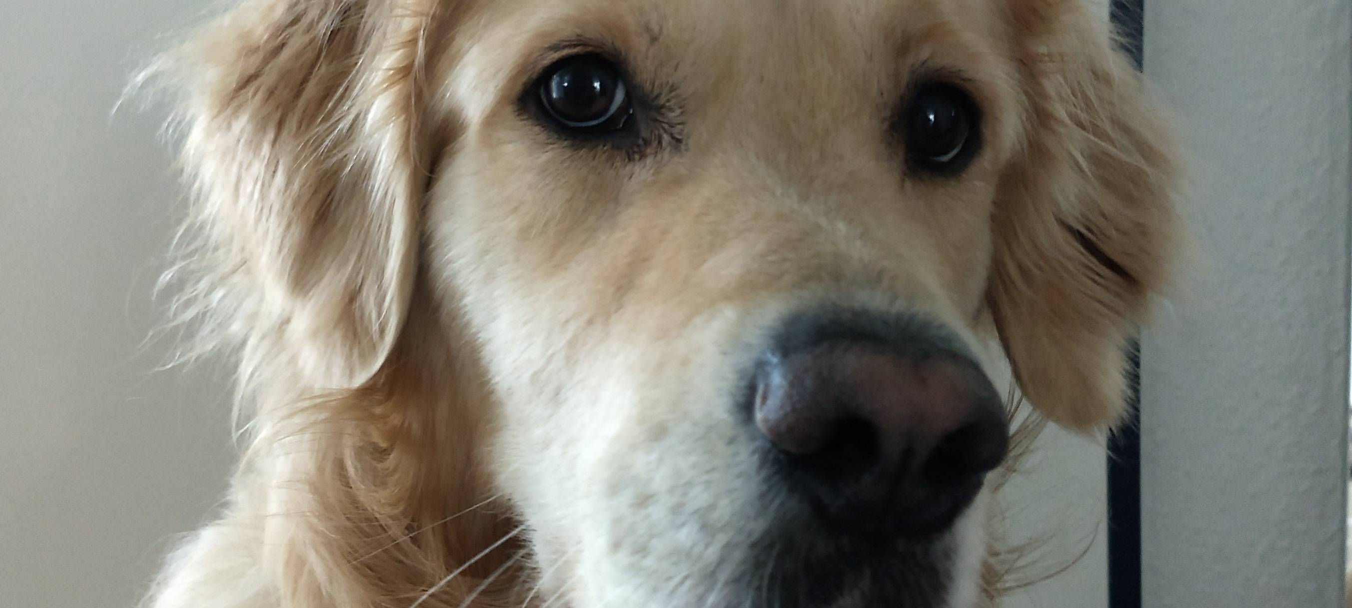 Tierheim MG aktuell ausgelastet