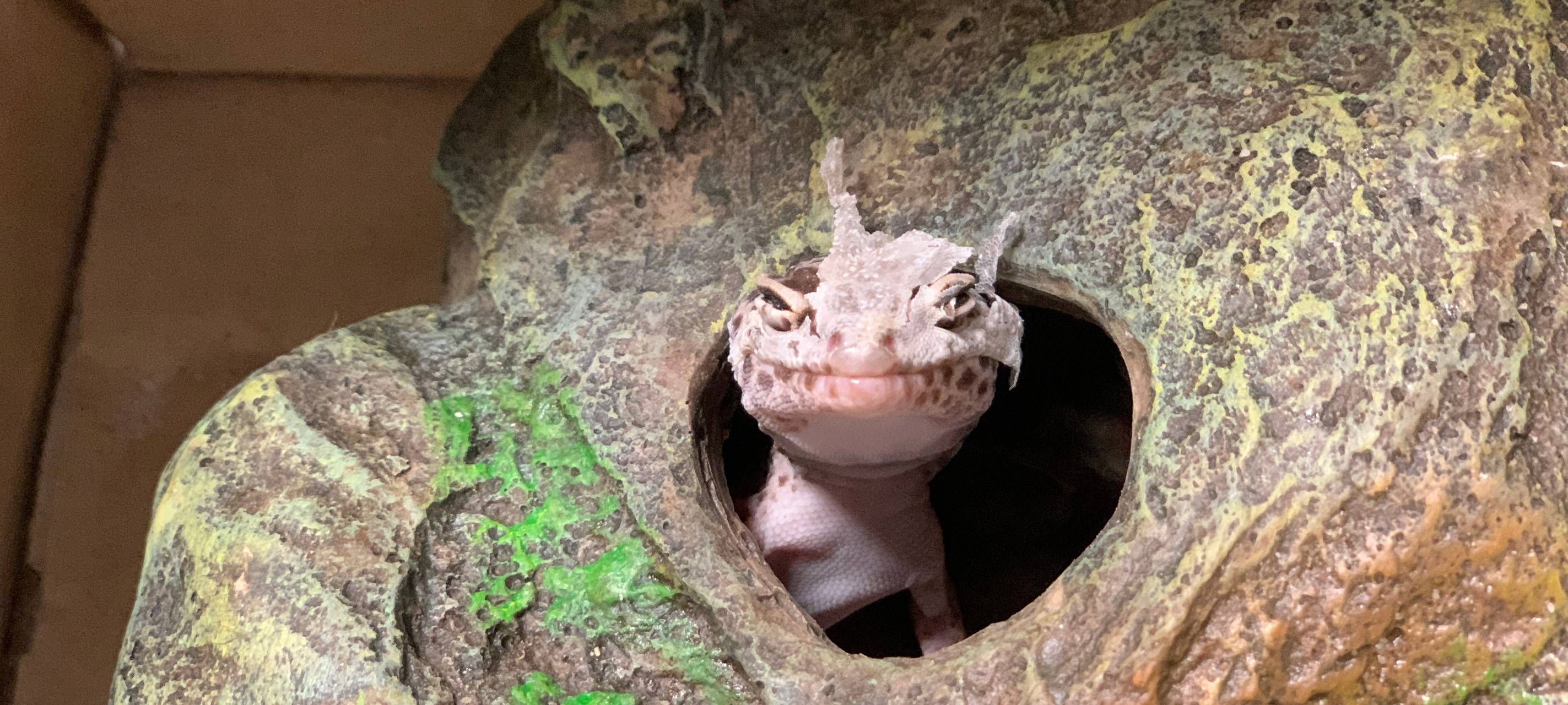 Gecko im Sperrmüll entsorgt