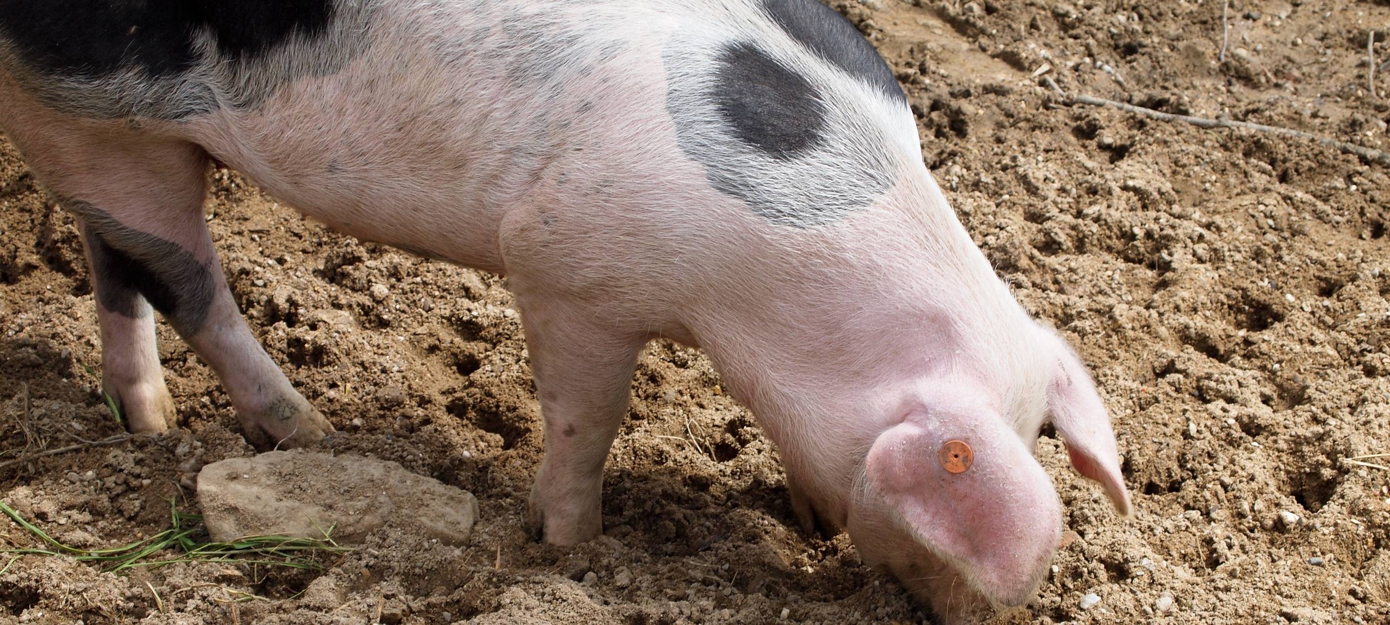 Tiergarten Odenkirchen wieder geöffnet