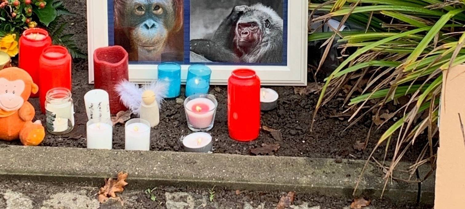 Neubau des Affenhauses im Krefelder Zoo