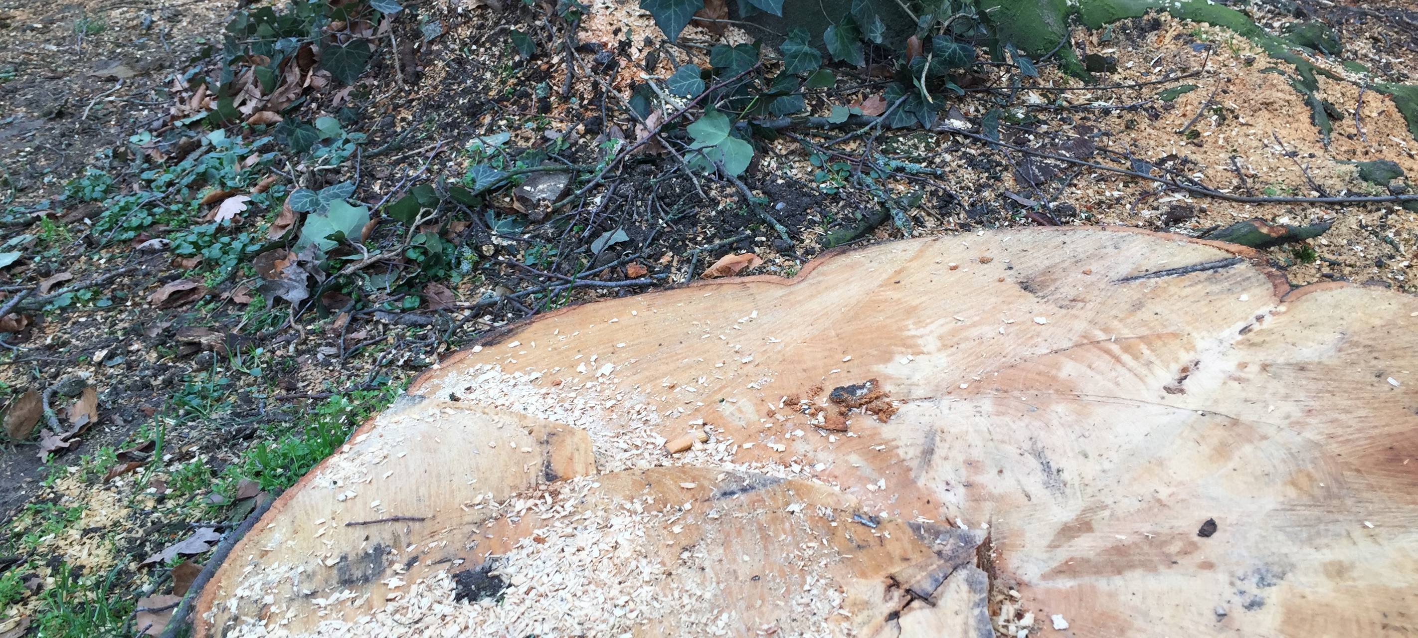 Baumfällungen in der Stadt