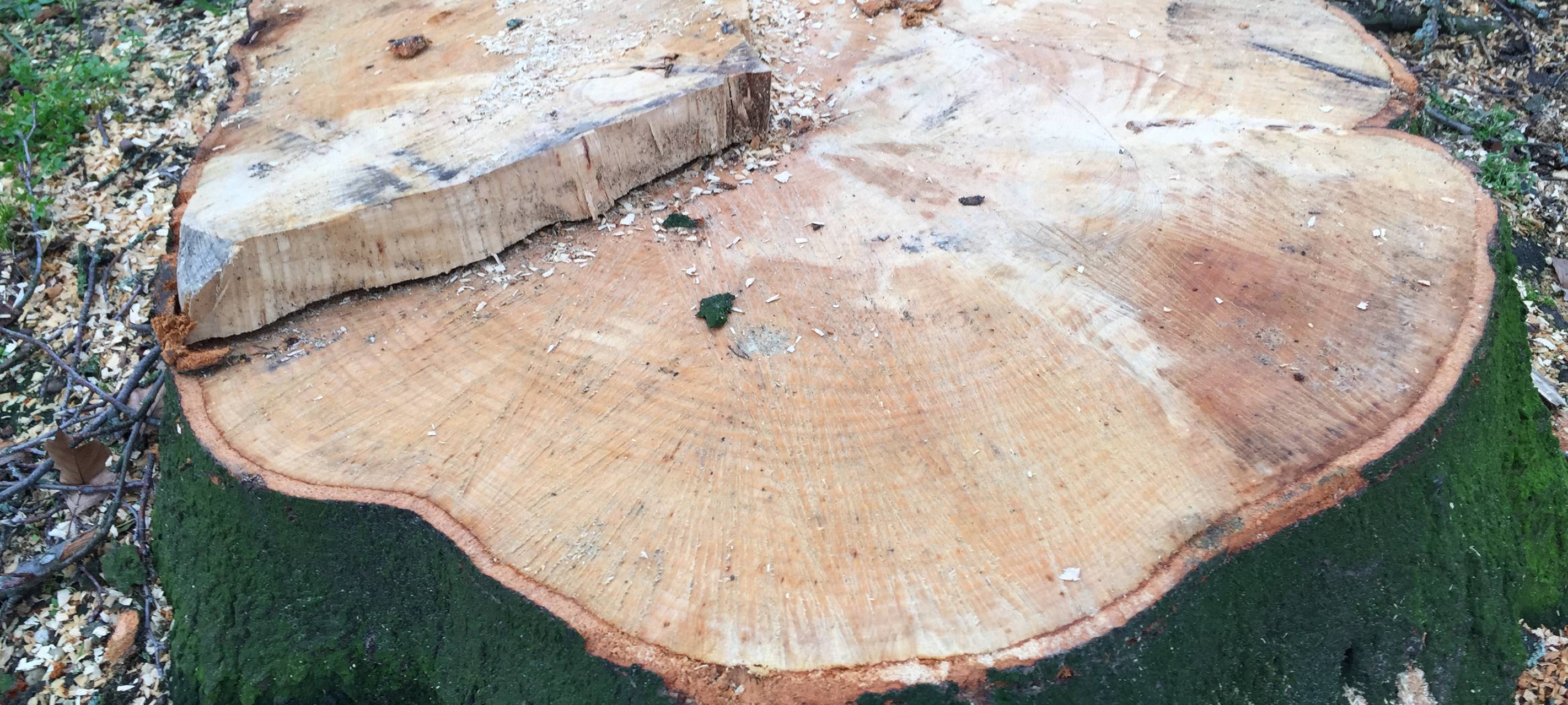 Mags fällt Bäume am Volksgarten