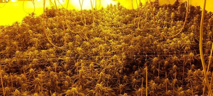 Ausschnitt einer Cannabis-Plantage