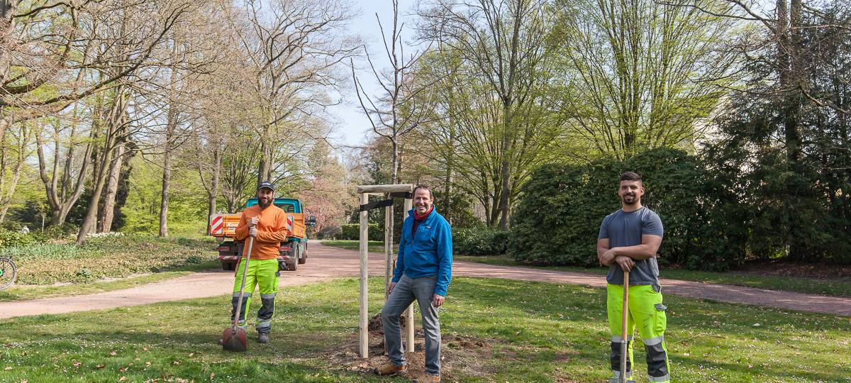 Neuer Walnussbaum im Schmölderpark