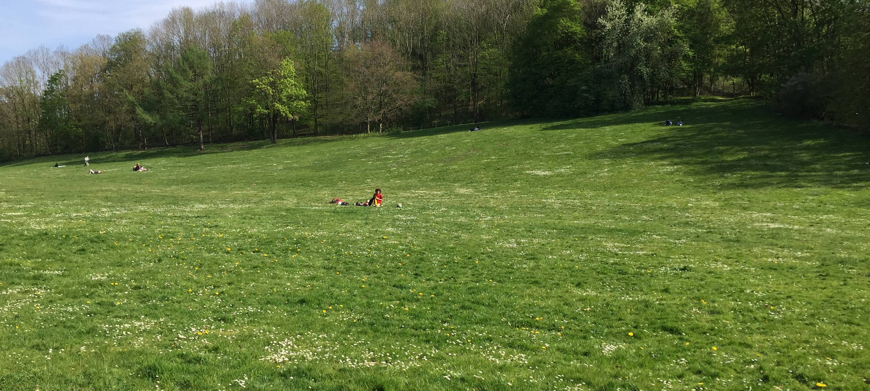 Rheydt: Bäume werden gefällt