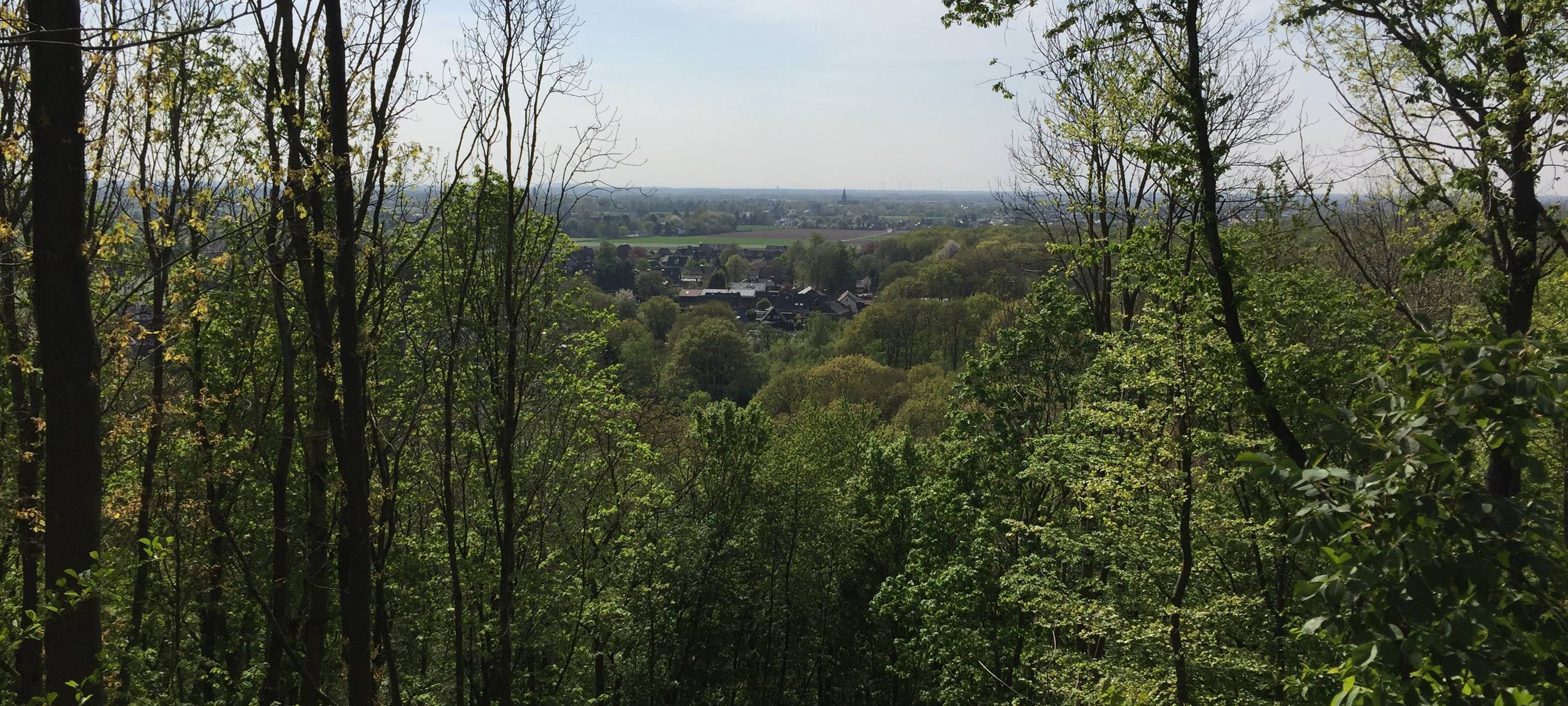 Trotz Trockenheit mehr Wald in Mönchengladbach