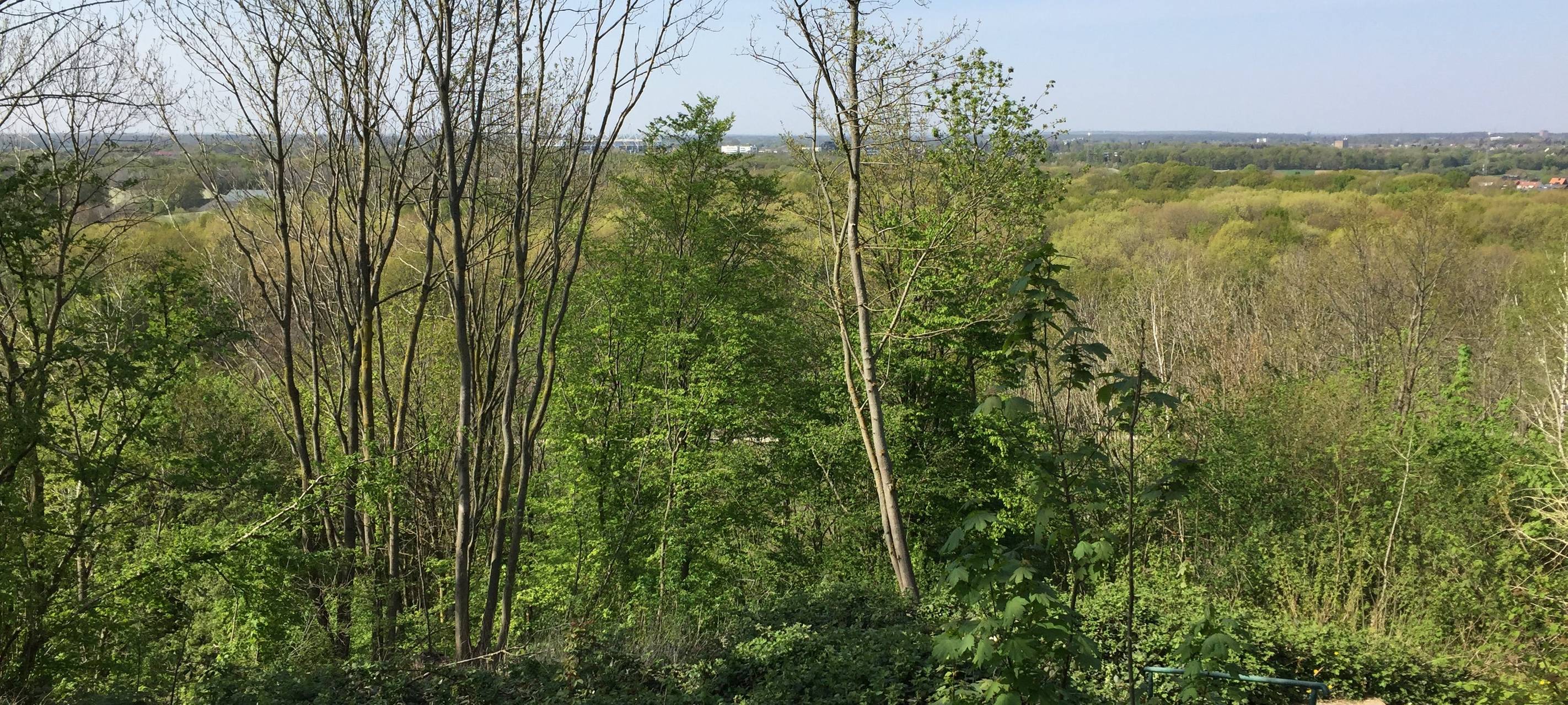 Die Mags forstet auf