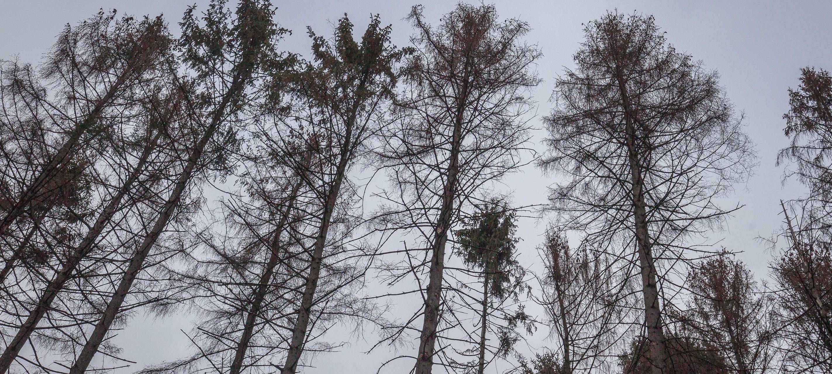 Krähen in der Stadt sorgen oft für Lärm