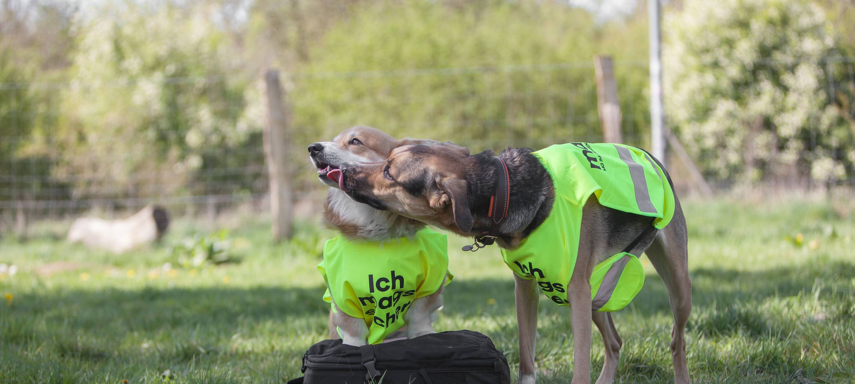 16 eingezäunte Wiesen für Mönchengladbachs Hunde