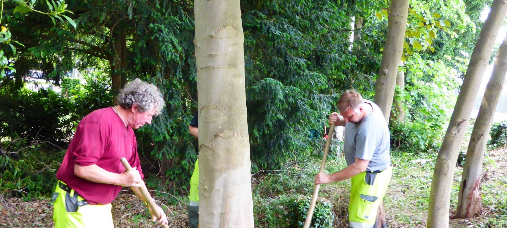 mags pflanzt wieder neue Bäume in unserer Stadt