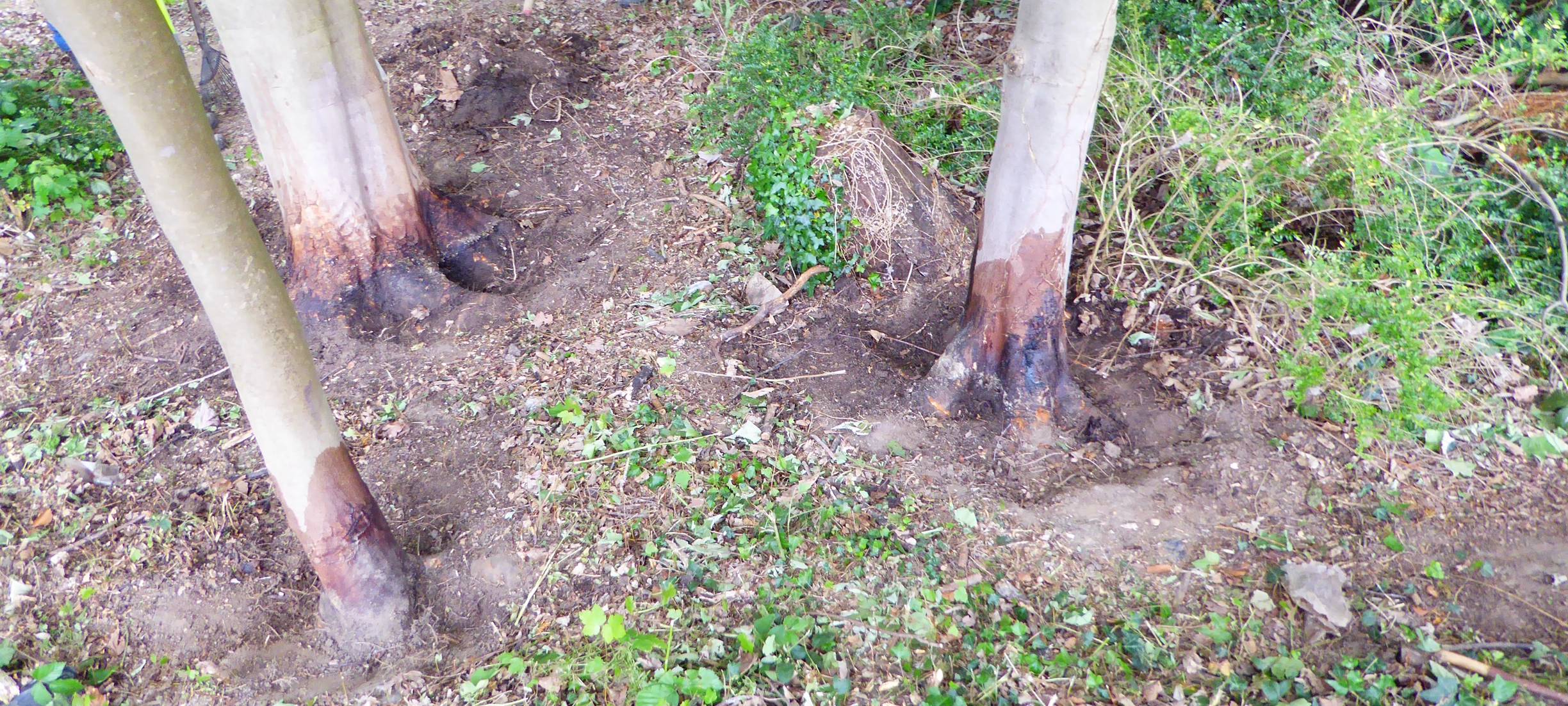 mags entfernt kranke Bäume