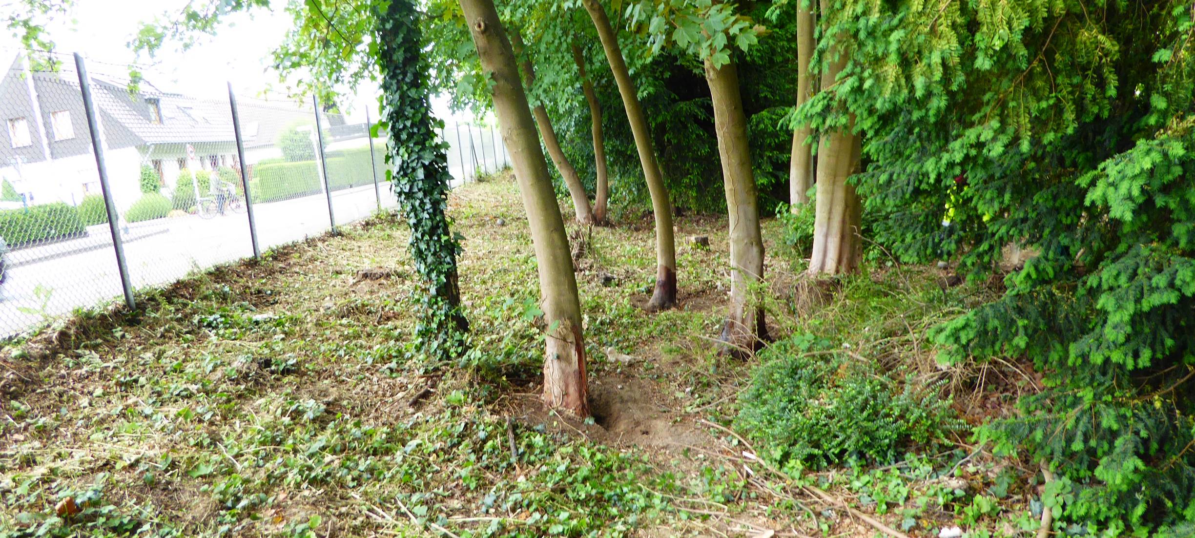 Einige Baumfällungen stehen an