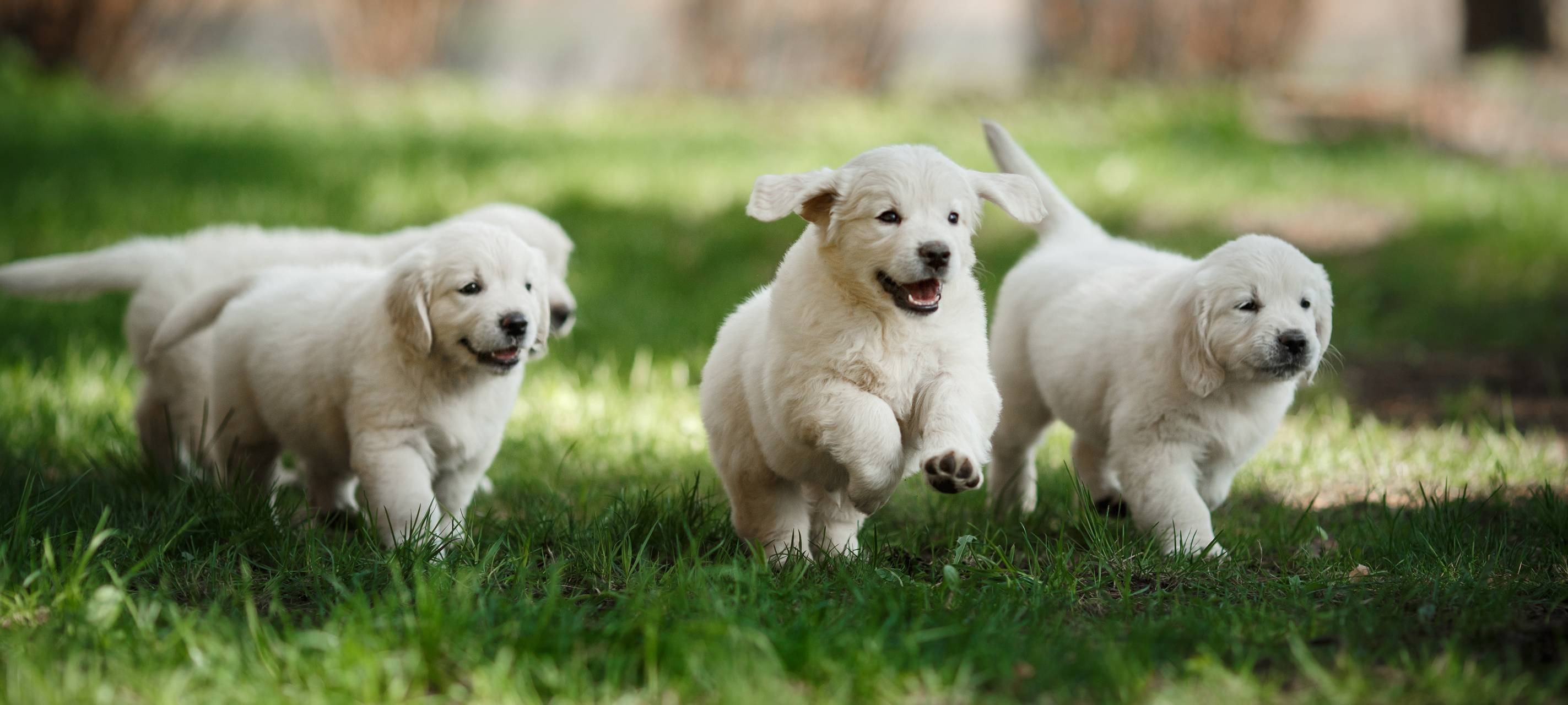 Bescheide zur Hundesteuer werden verschickt