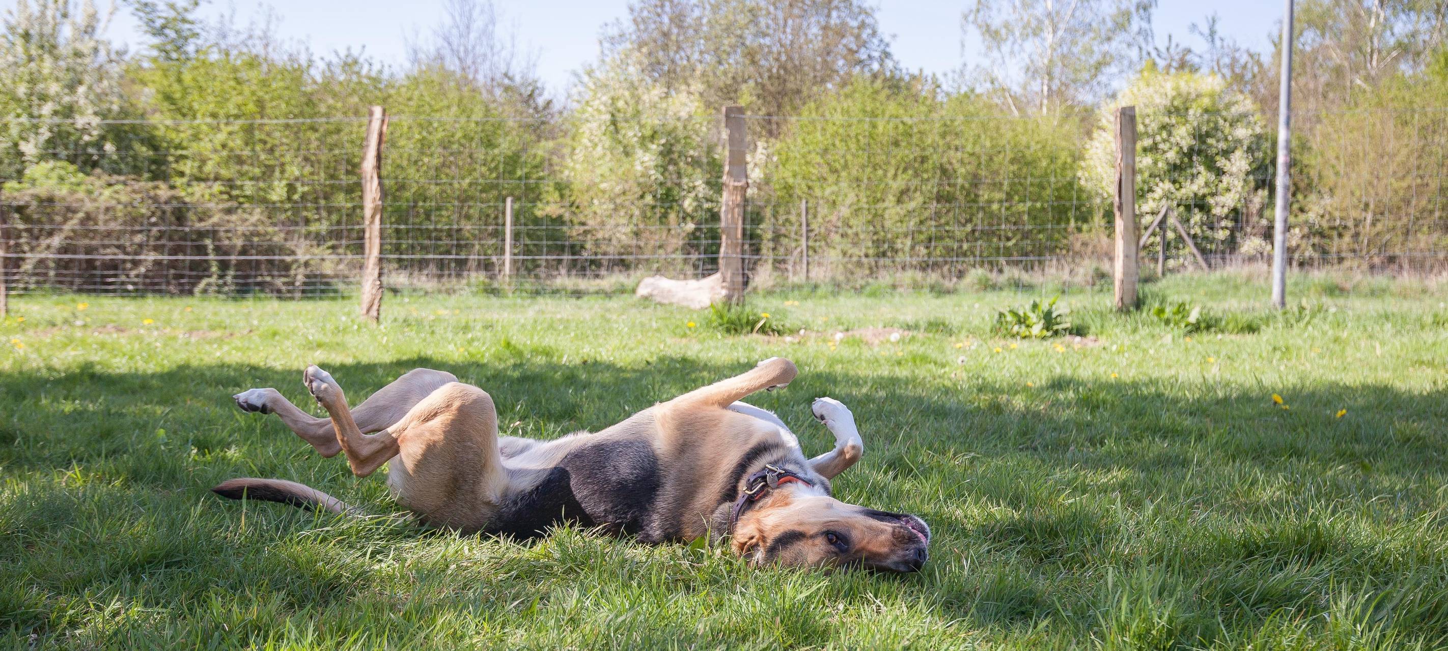 Hundesteuerbescheide in Mönchengladbach verschickt