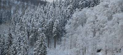 Schneebruch-Gefahr im Wald