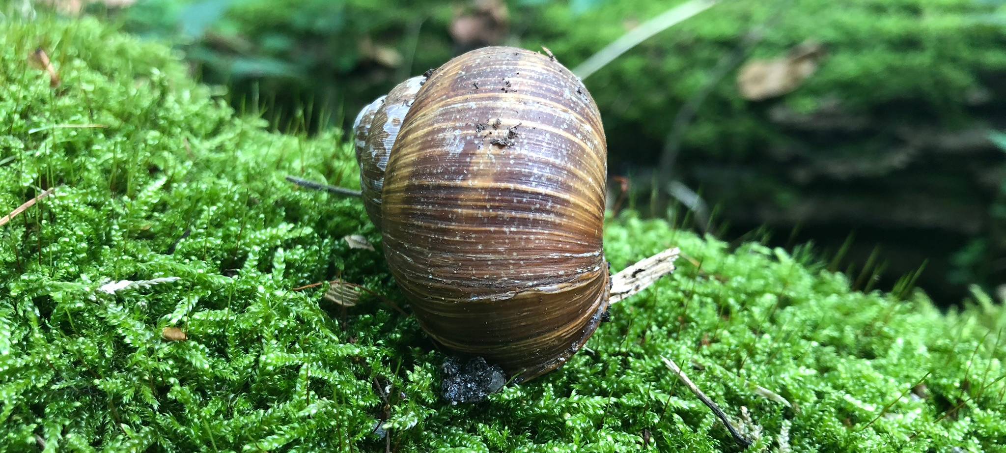 Eine Schnecke bahnt sich den Weg durch den Wald...