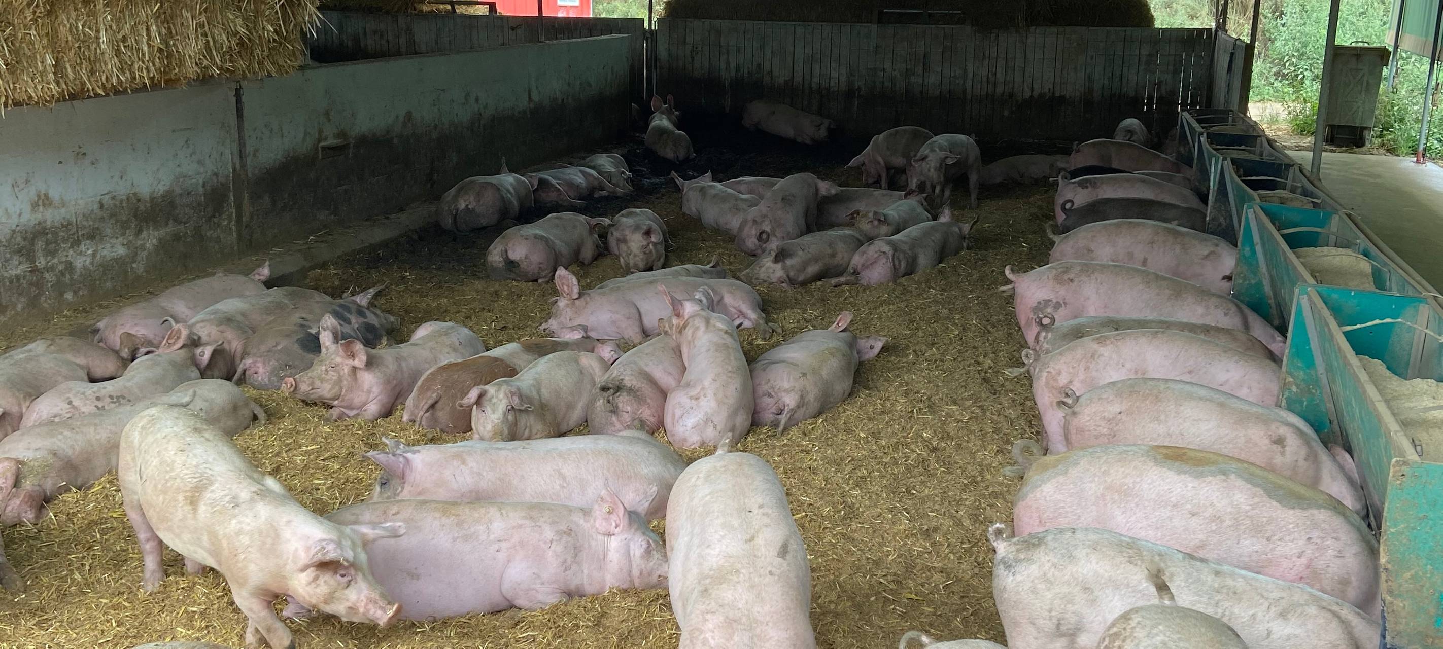Fleischerzeugung in der Region Mönchengladbach