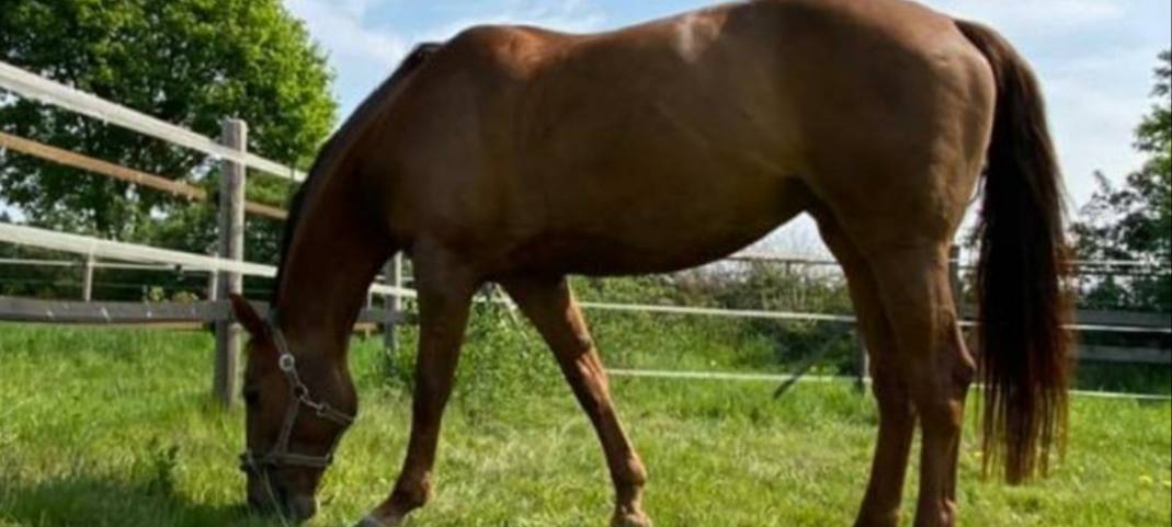 Pferd schwer im Genitalbereich verletzt
