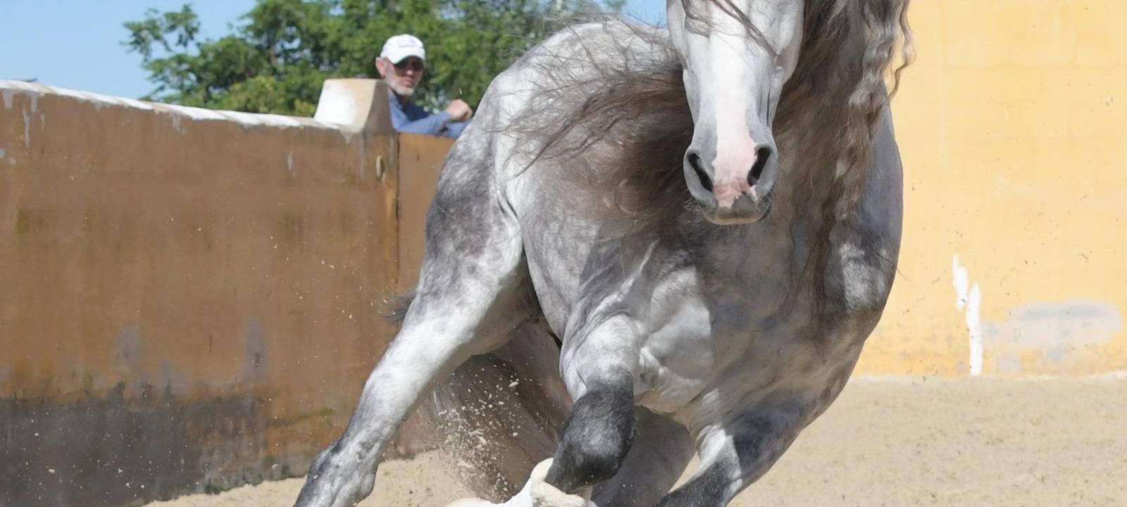 Polizei ermittelt wieder wegen verletztem Pferd