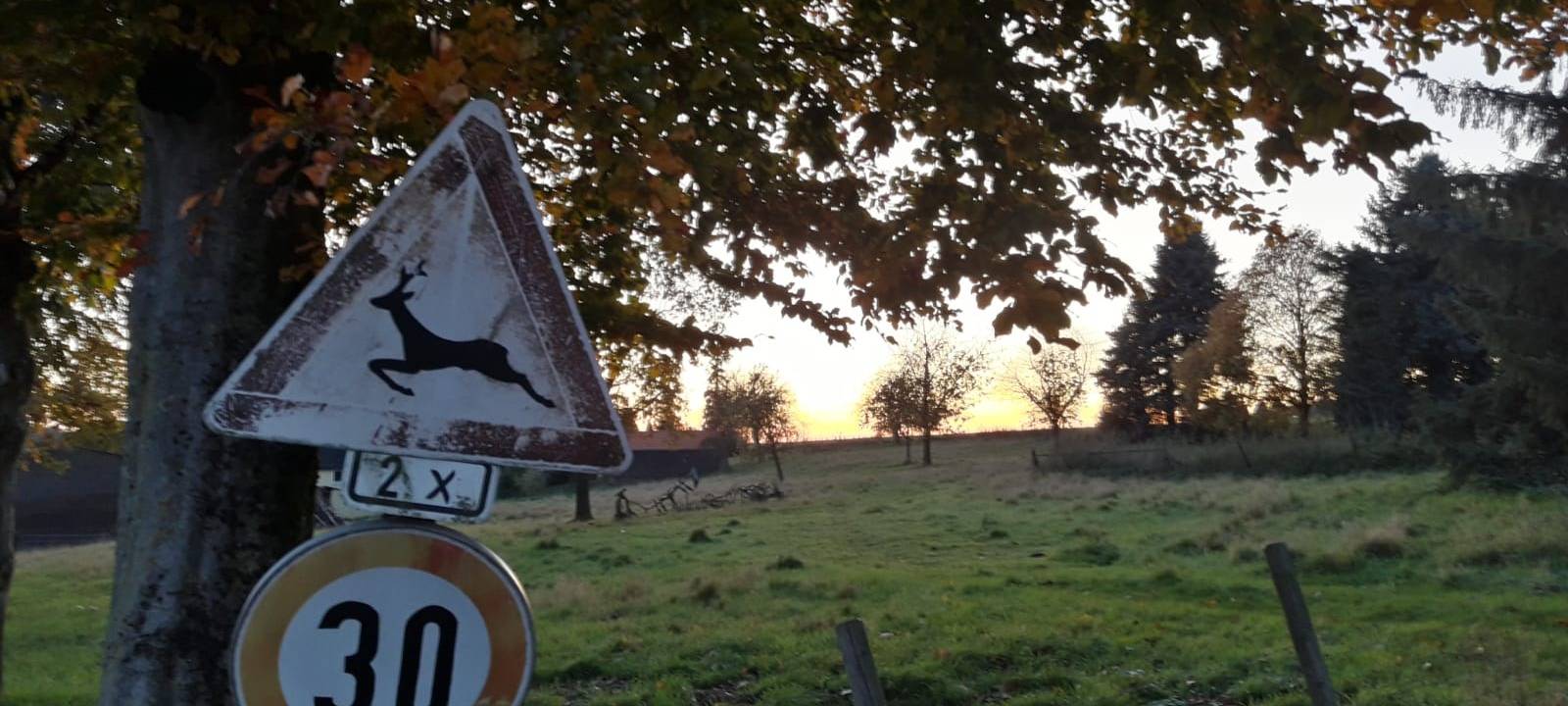 Kreisjägerschaft warnt vor Wildunfällen