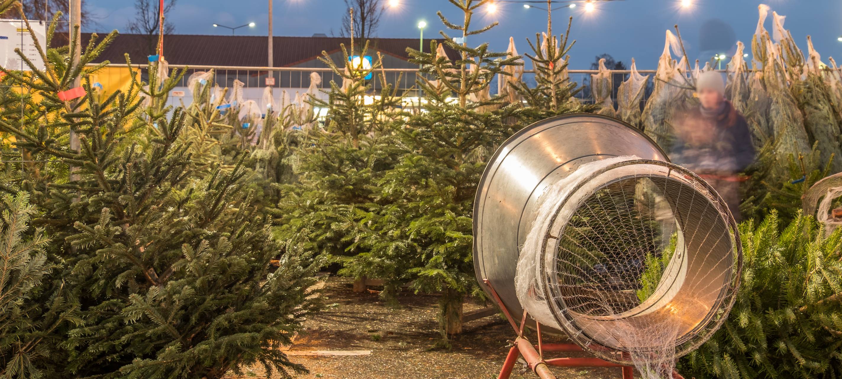 Weihnachtsbäume werden abgeholt