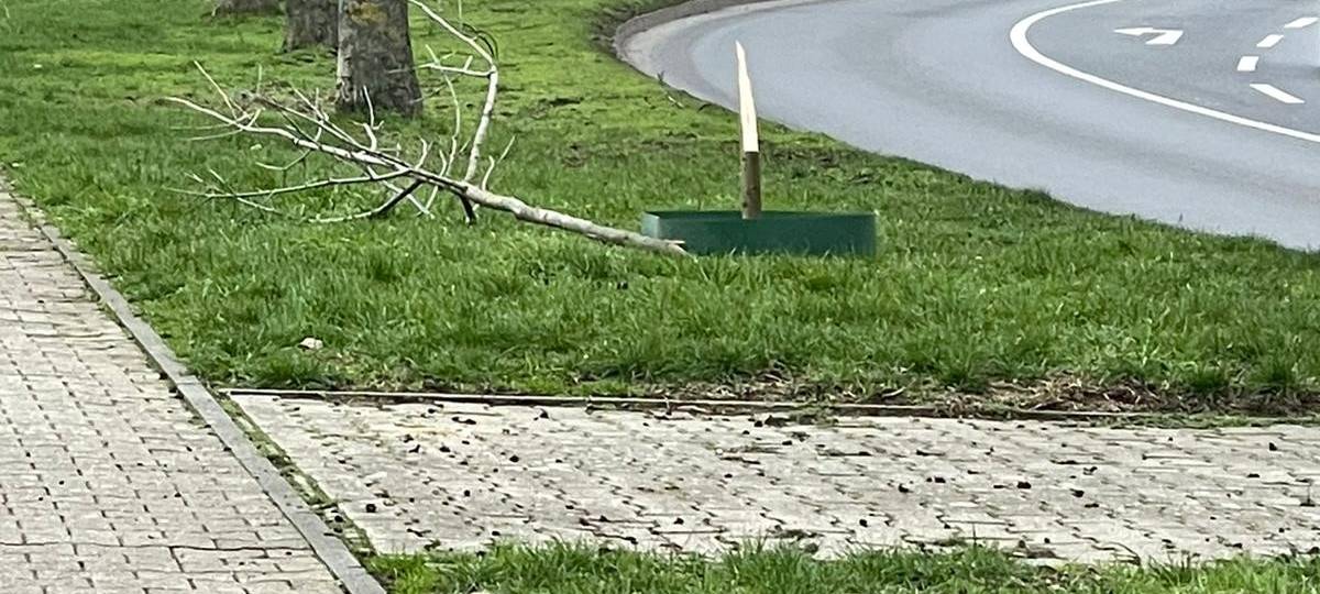 Mehrere Bäume im Stadtgebiet beschädigt