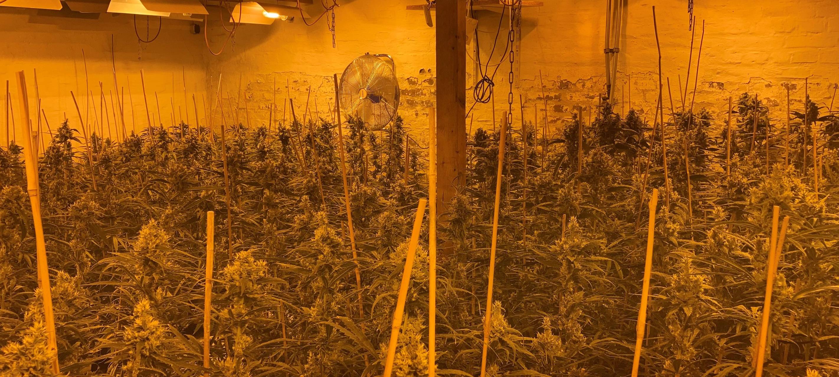 Polizei deckt Cannabisplantage auf