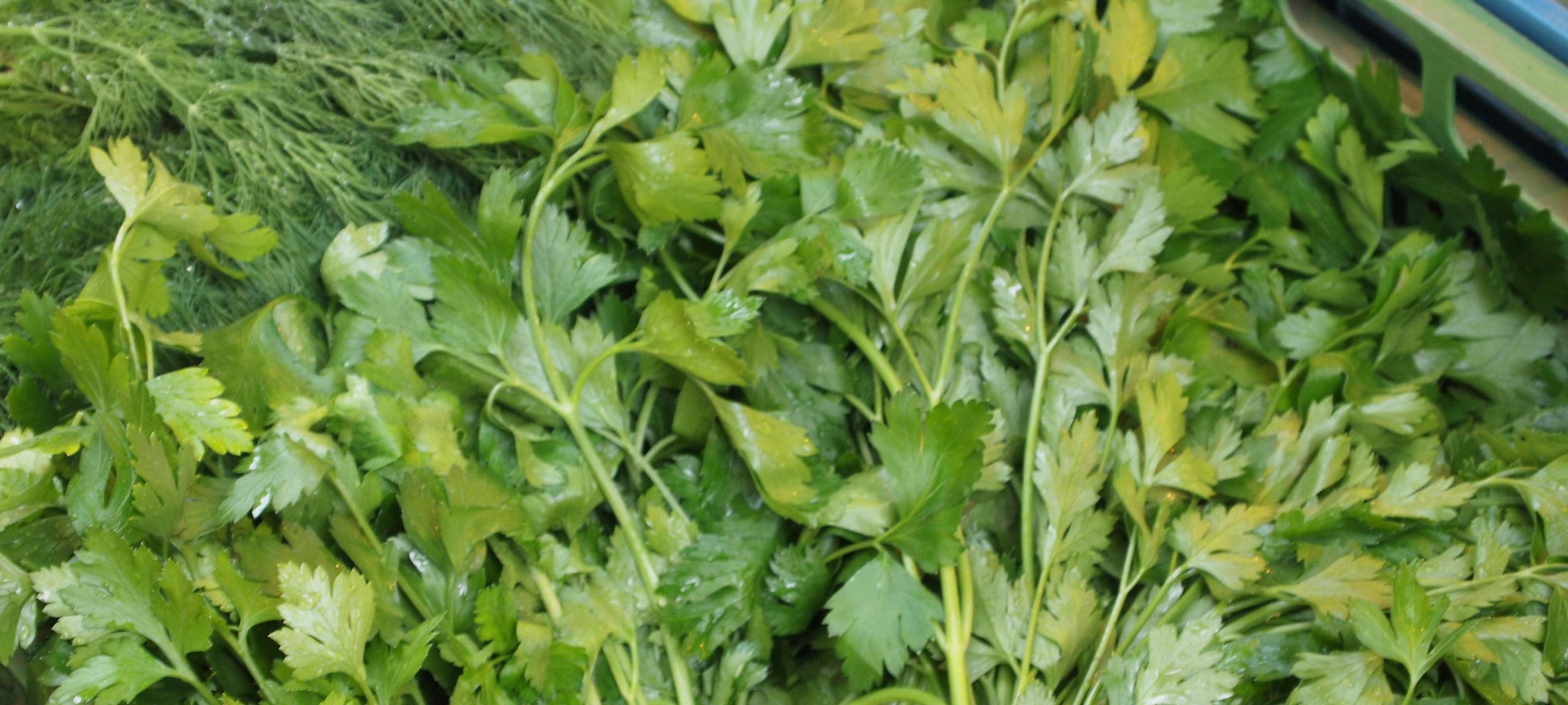 Wildpflanzenpark in Mönchengladbach