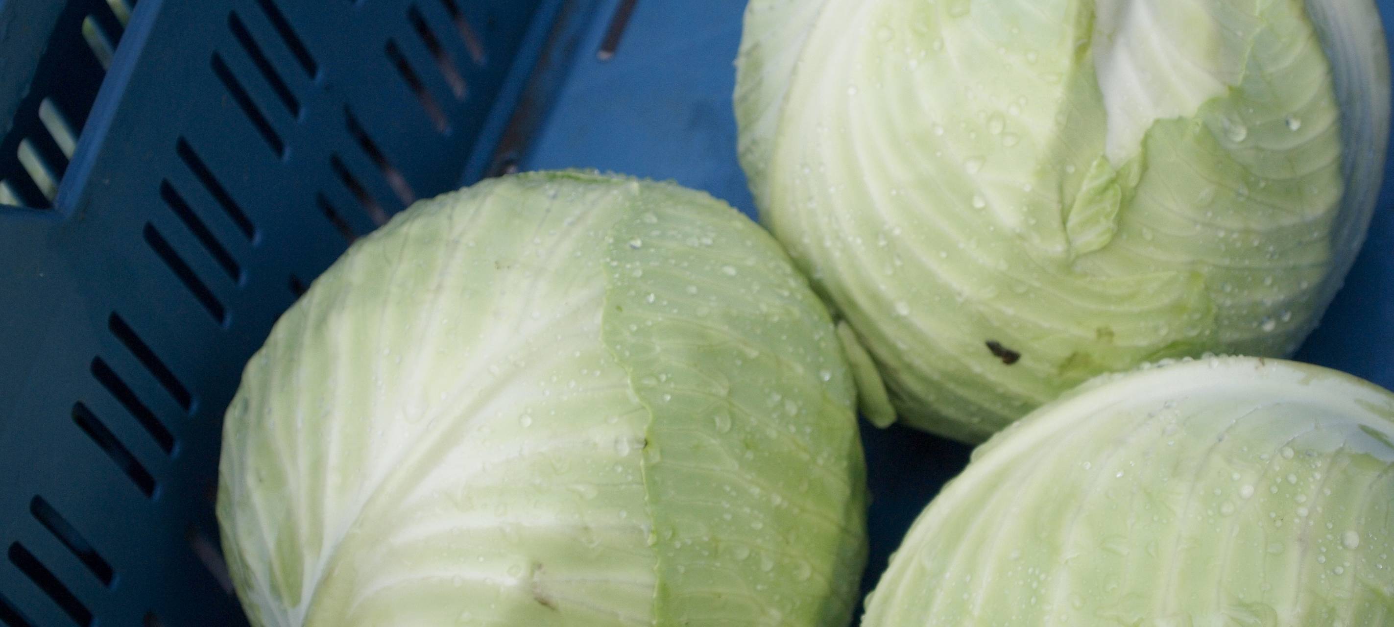 Bauern ernten den Kohl