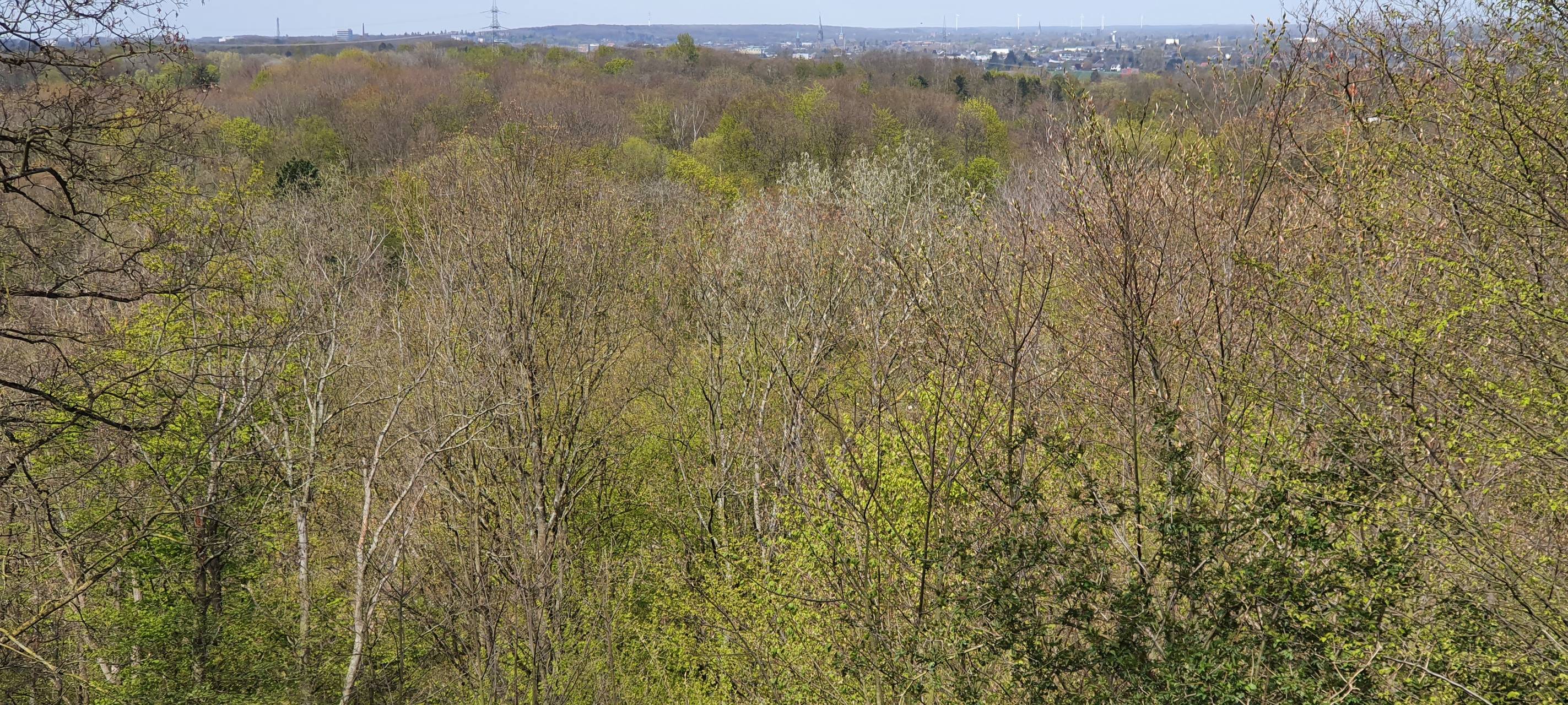 Viel Regen hat zur Erholung der Wälder beigetragen
