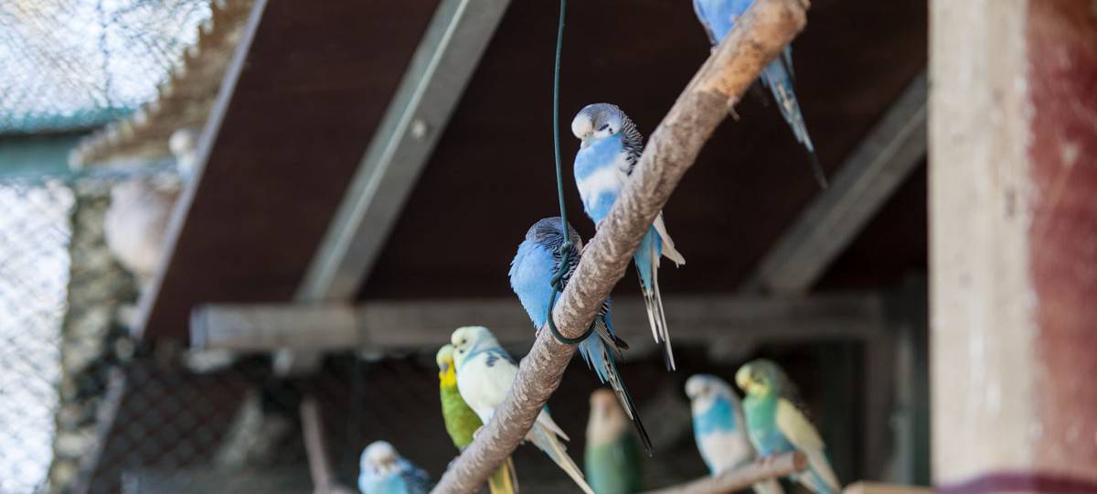 Umbau der Vogelvoliere im Bunten Garten ist fertig