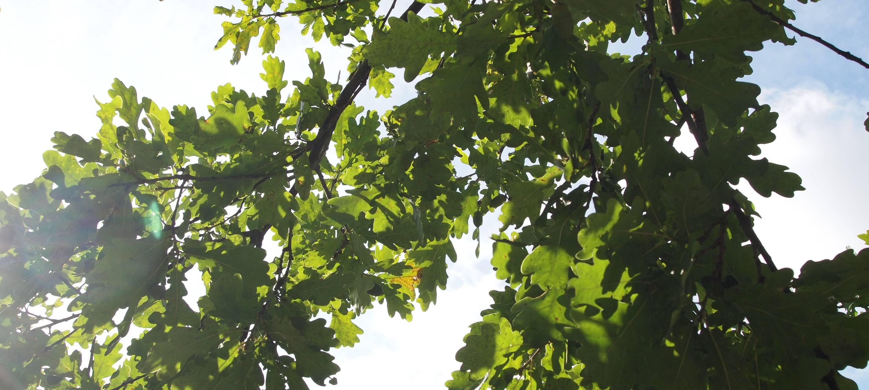 Sondertermine für Grünschnitt in Mönchengladbach