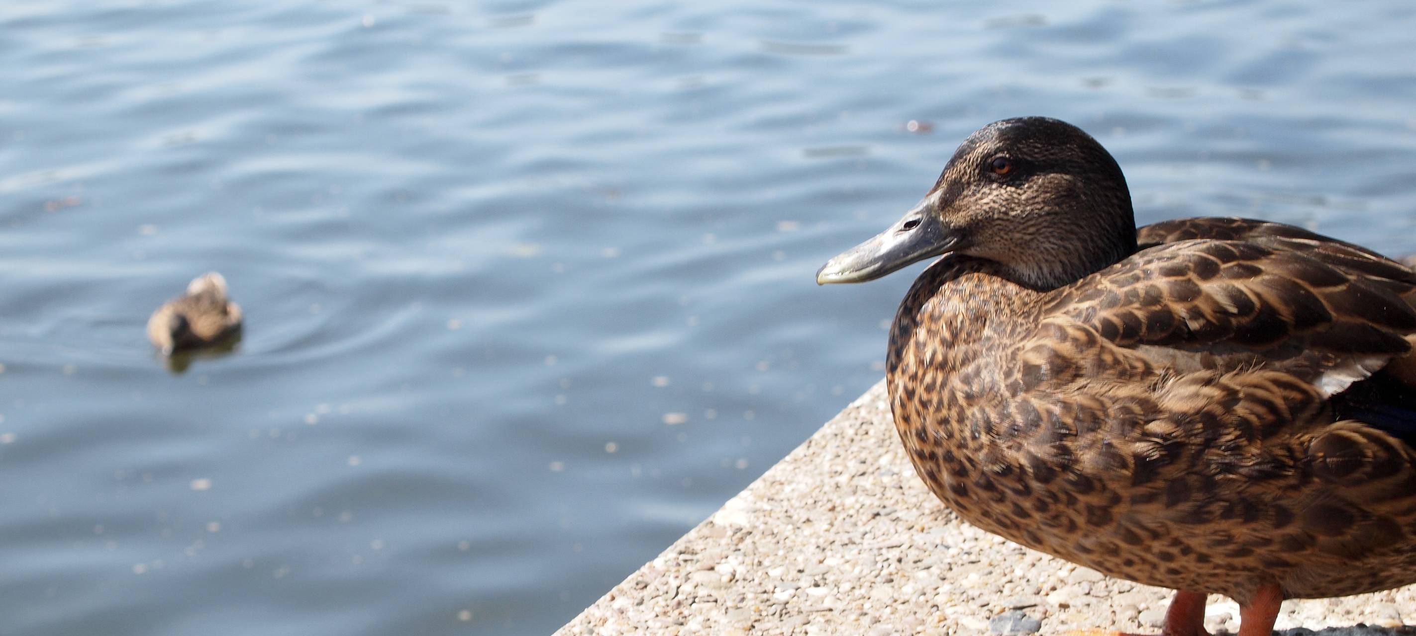 Vorster Busch: Schwimmen verboten