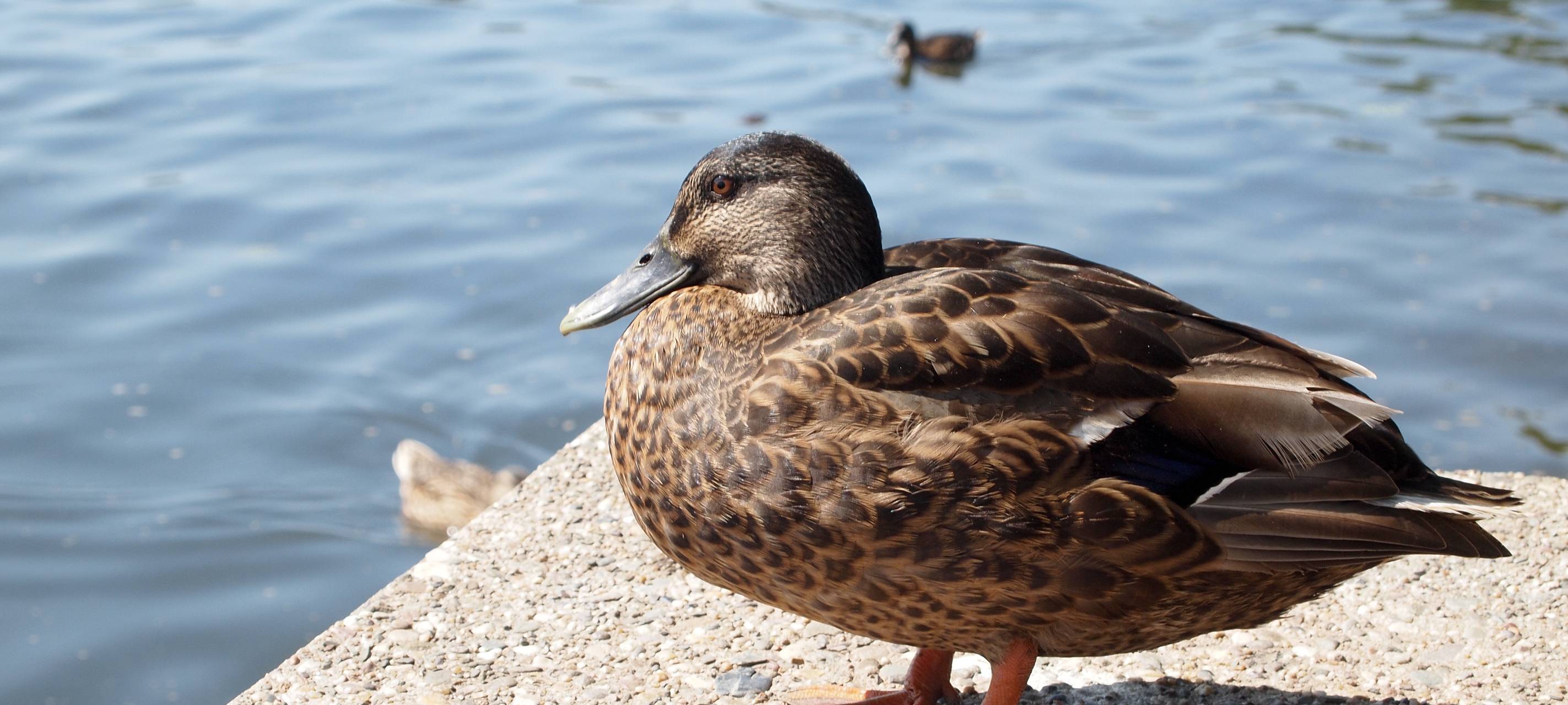 Tote Enten: Hundebesitzer sollten vorsichtig sein