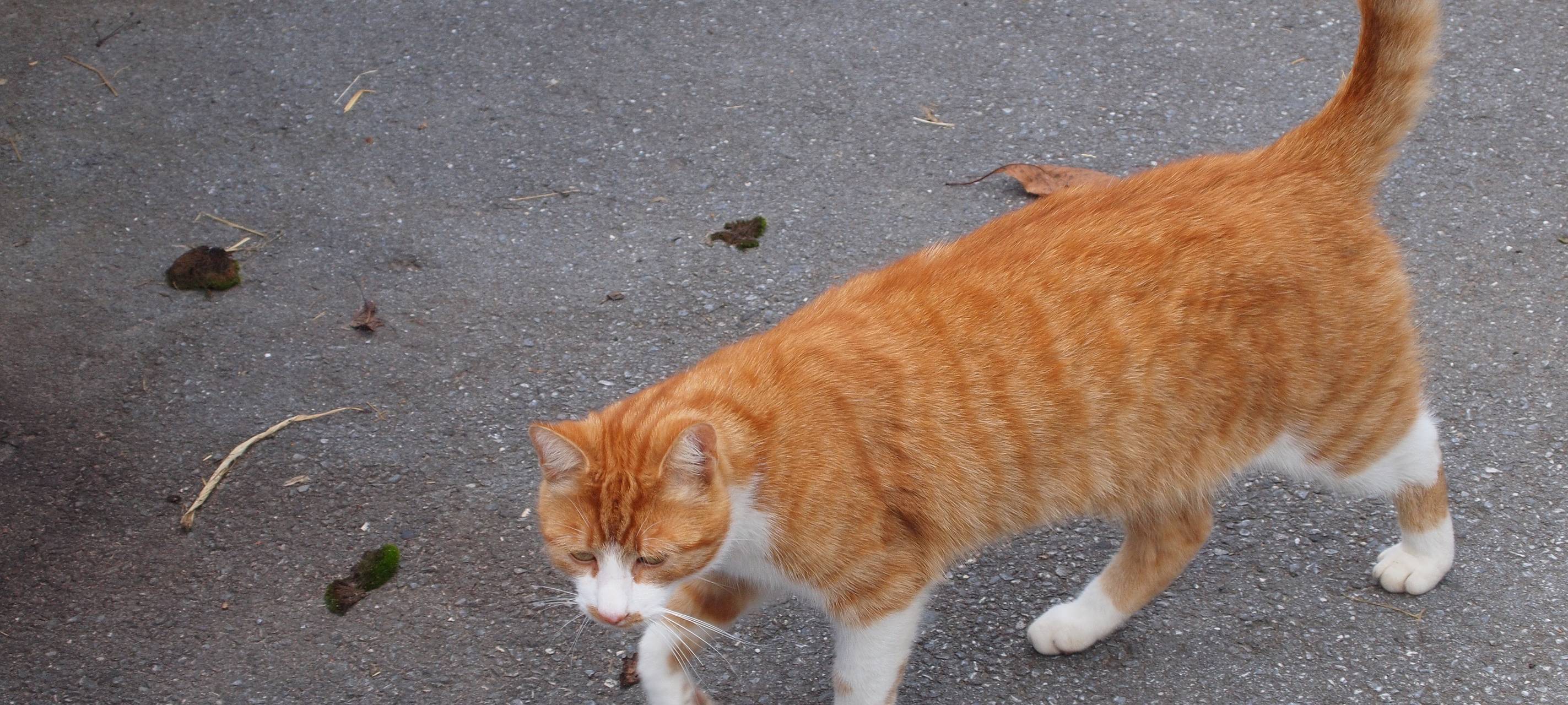 Ausschuss berät über Katzenschutzverordnung