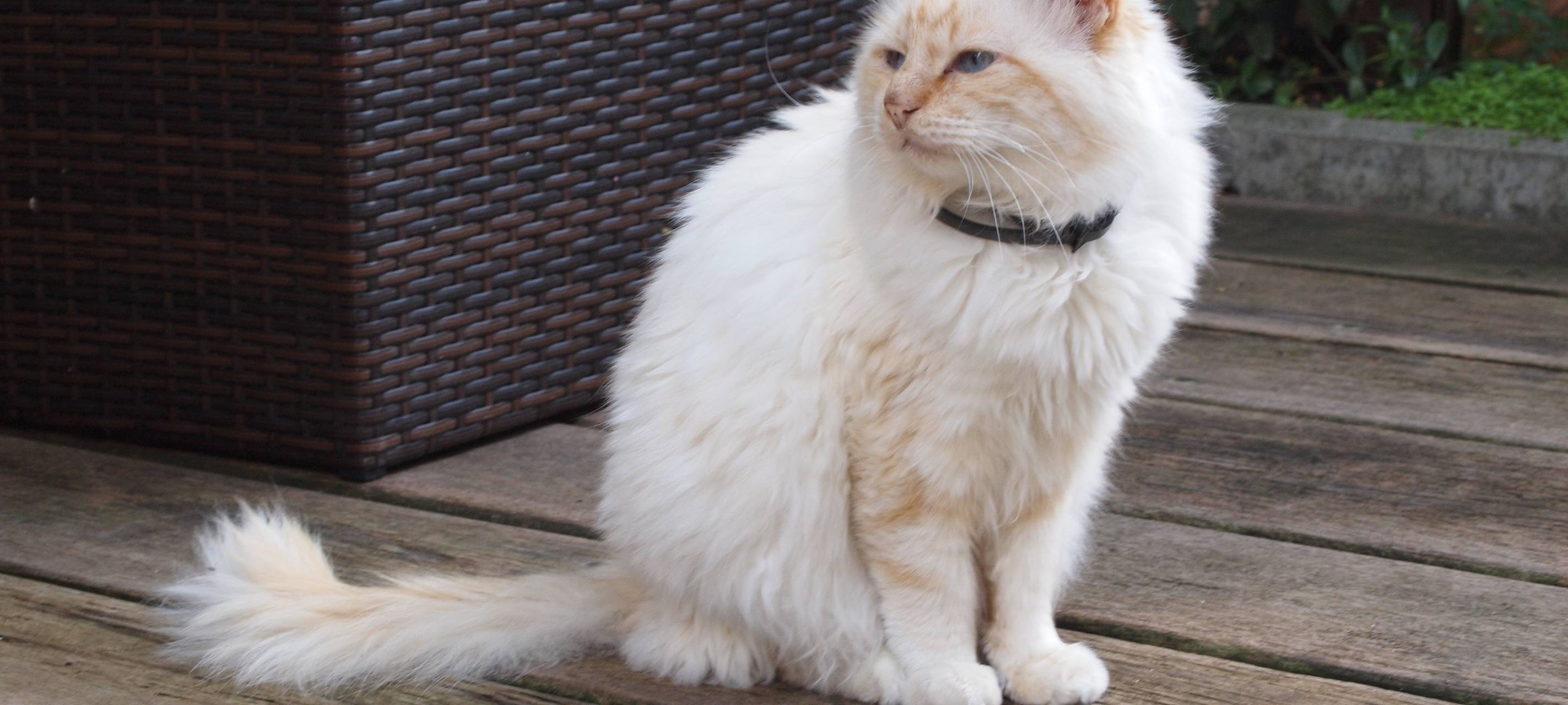 Regeln zur Katzen-Kastration