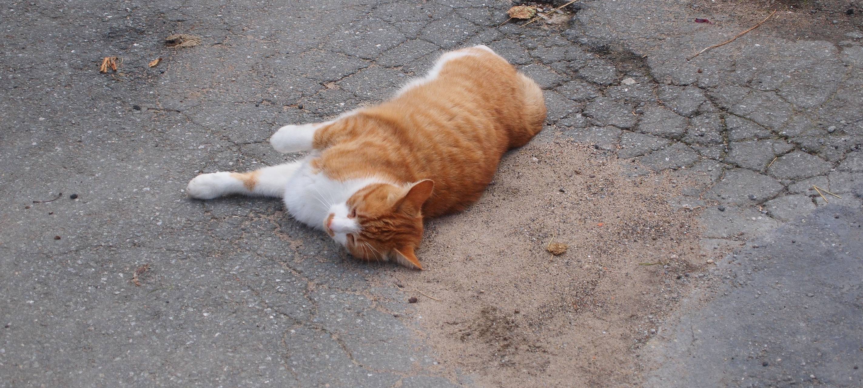 Katzen-Kastrationsprojekt der Mönchengladbacher Tiertafel