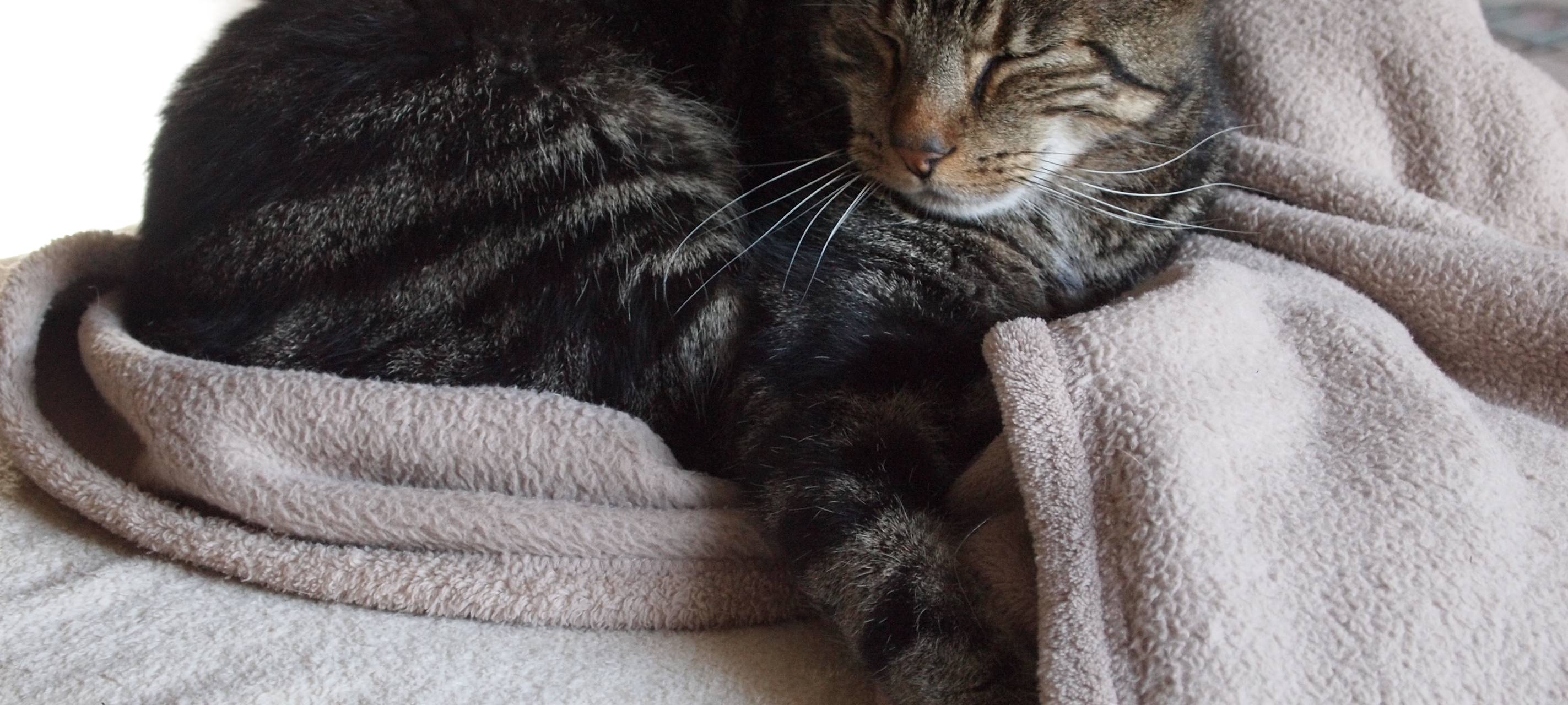 Zur Zeit keine Tiersuchen aktiv