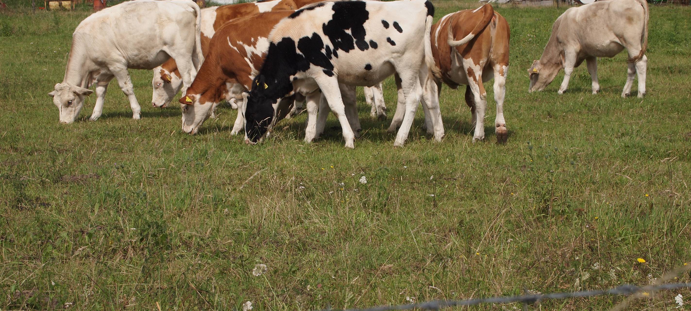 Landwirte werden vor der Blauzungenkrankheit gewarnt